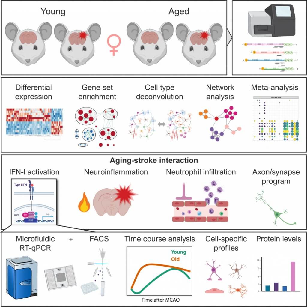 Skupiny genu vykazující nadměrnou aktivaci u starých myší trpící ischemickým poškozením (geny interferonové signalizace vybarveny červenou barvou)